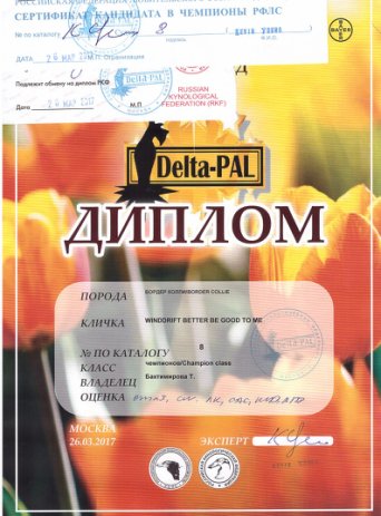 Монопородная выставка 26 марта 2017 года. ВОВ, Чемпион НКП.