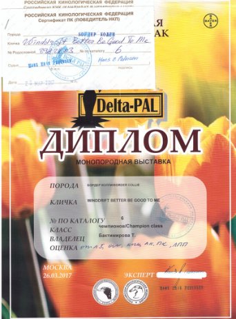Монопородная выставка 26 марта 2017 года. ВОВ, Чемпион НКП. 