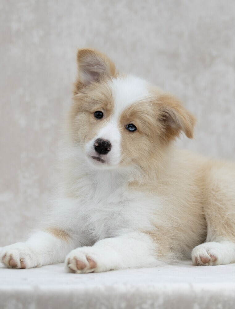 щенок бордер колли рутагор купить щенка бордер колли в москве