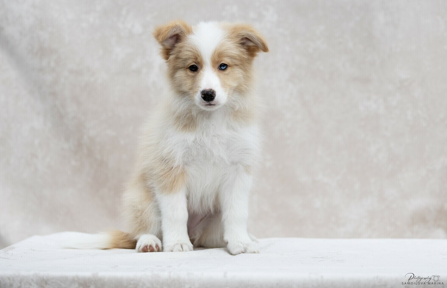 рутагор щенки бордер колли щено бордер колли рыжий с белым голубые глаза